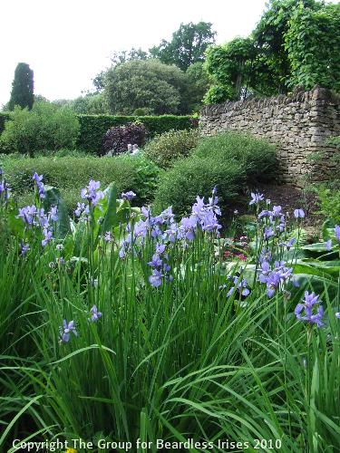 hidcote (21)